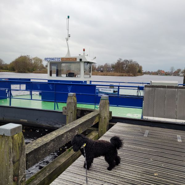 Edgar uit Zoetermeer zoekt een Hondenoppas