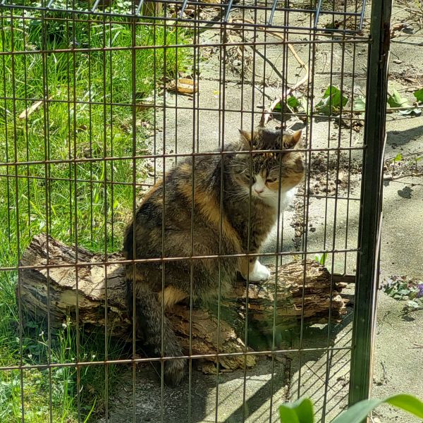 Pinkie uit Alkmaar zoekt een Kattenoppas