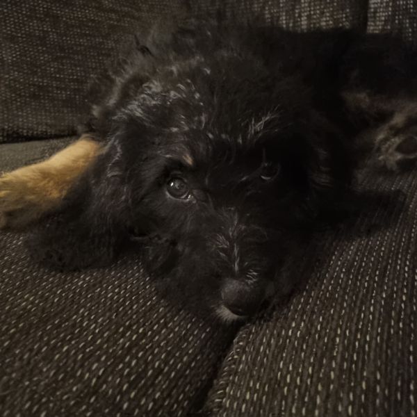Tommie uit Amstenrade zoekt een Hondenoppas