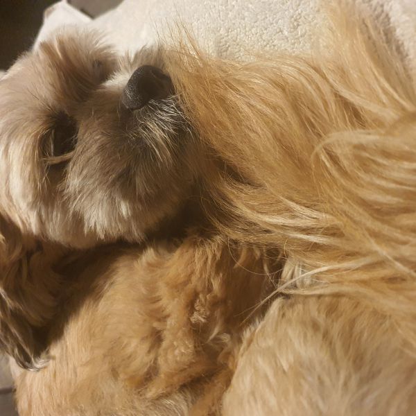 Lady, Louie uit Hoogezand zoekt een Hondenoppas