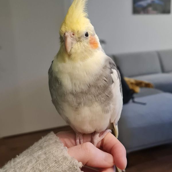 Billy uit Oud-Beijerland zoekt een Vogeloppas