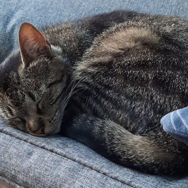 Chica, Coco, Orbie uit Roosendaal zoekt een Kattenoppas