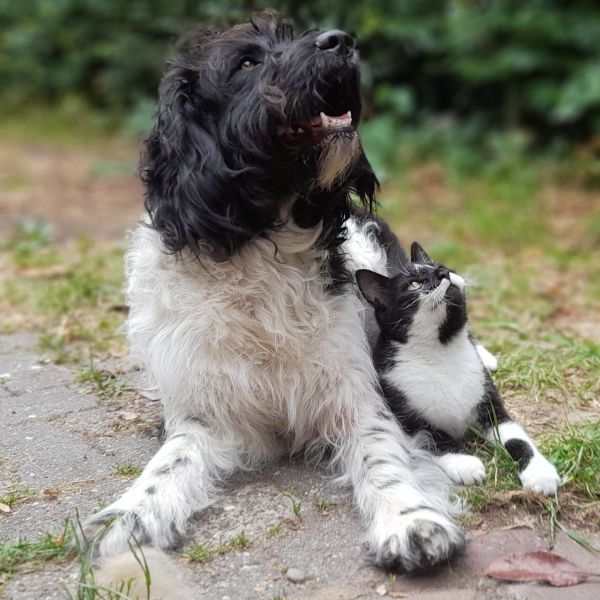 Huisdierenoppas Merel en Evi uit Leersum