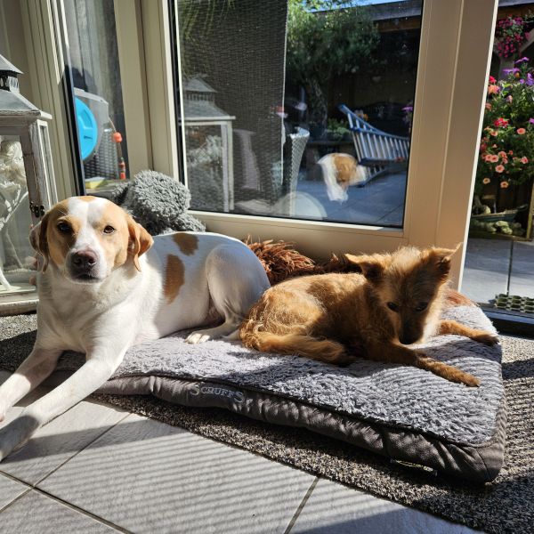 Chico, Toby, Toby uit Maarssen zoekt een Hondenoppas