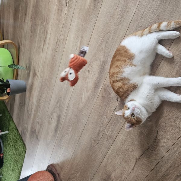 Zuko, Duppie uit Arnhem zoekt een Kattenoppas