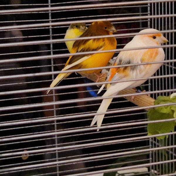 Lizzy, Jill, Ivy en Pidie uit Lutten zoekt een Vogeloppas
