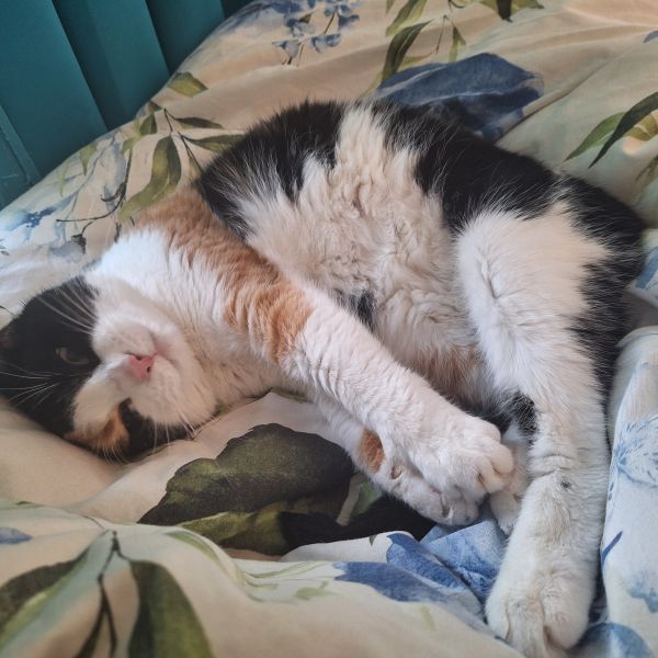 Misha, Milly uit Emmeloord zoekt een Kattenoppas