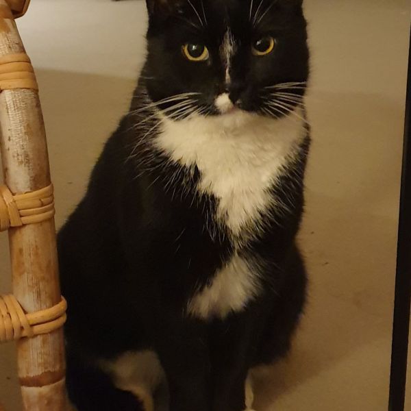 Charlie uit Maasbommel zoekt een Kattenoppas
