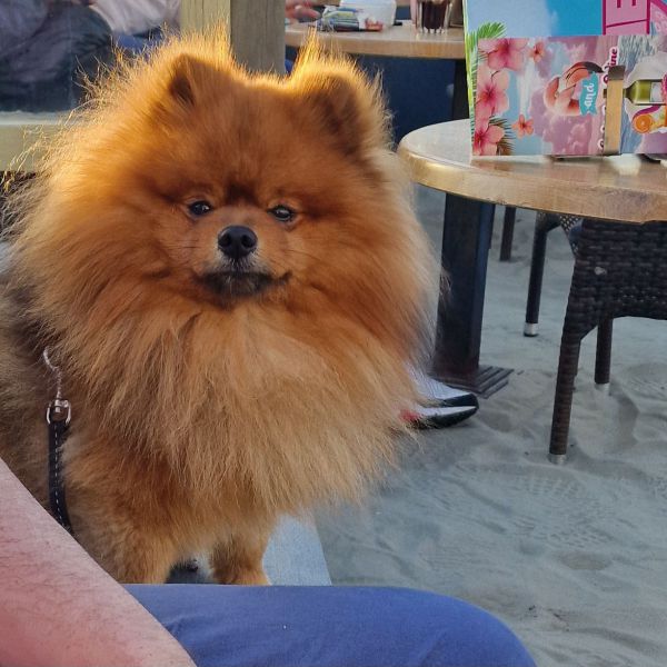 Foetsie uit Poeldijk zoekt een Hondenoppas