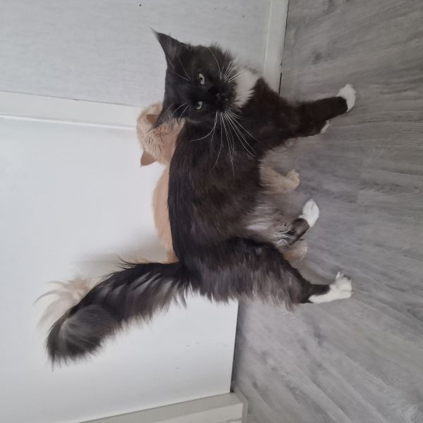 Midas & Phoenix & nog meer... uit Heerenveen zoekt een Kattenoppas