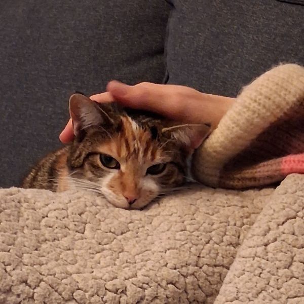 Yuki, Puma uit Noordwijk zoekt een Kattenoppas