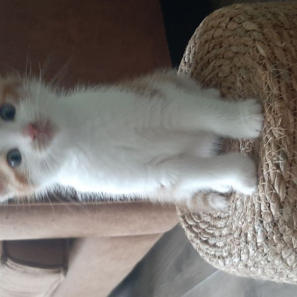 Tommy, Titus uit Groningen zoekt een Kattenoppas
