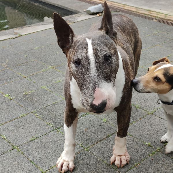 Spike. En Joep, Joep uit Herkenbosch zoekt een Hondenoppas