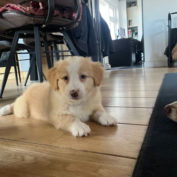 Ziva uit Dreumel zoekt een Hondenoppas