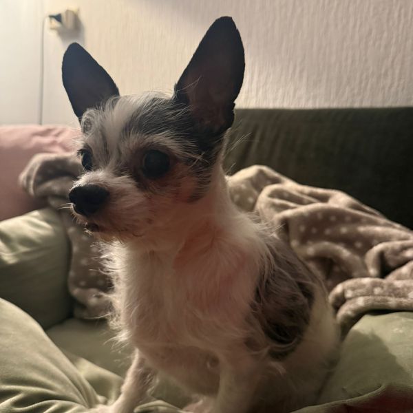 Winston uit Zuidhorn zoekt een Hondenoppas