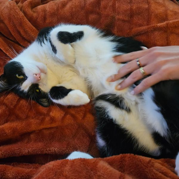 Tarzan, Tarzan uit Ter Aar zoekt een Kattenoppas