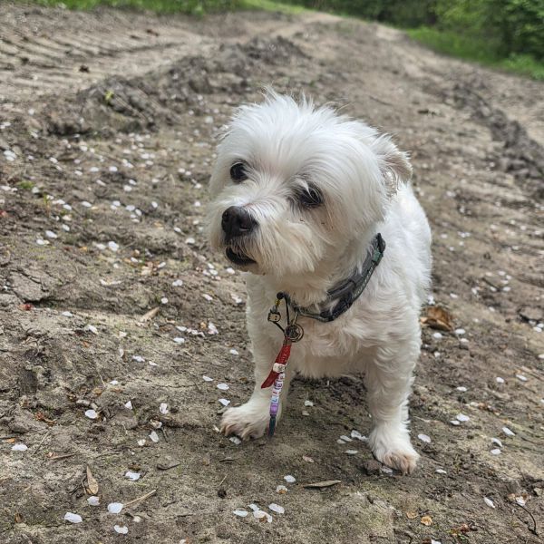 Laila uit Biddinghuizen zoekt een Hondenoppas