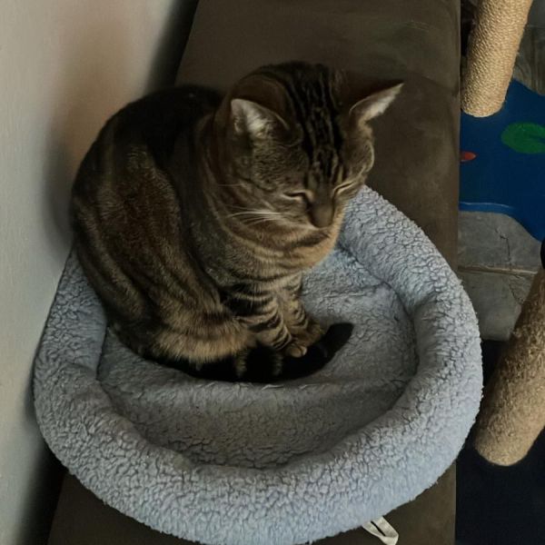 Jack, Pixel en Hannah uit Groningen zoekt een Kattenoppas