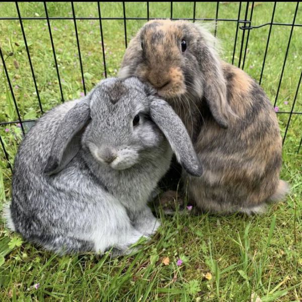 Gus & Loa uit Kamerik zoekt een Knaagdierenoppas