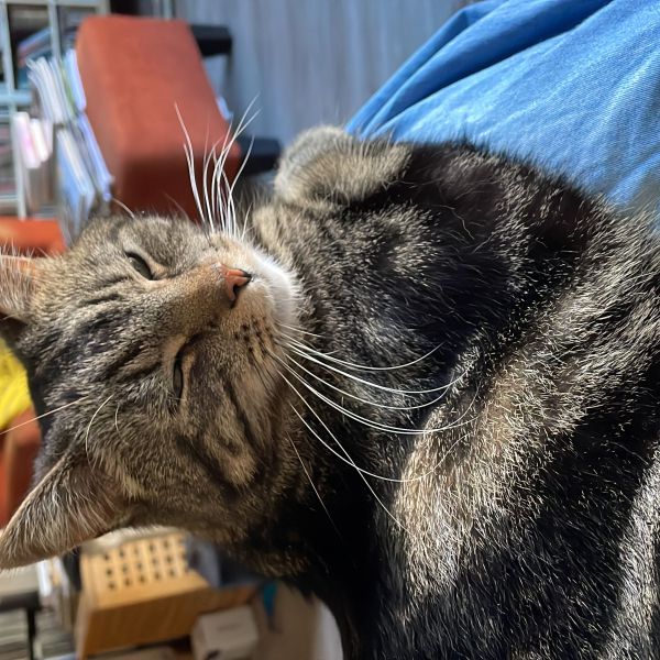 Kito uit De Bilt zoekt een Kattenoppas