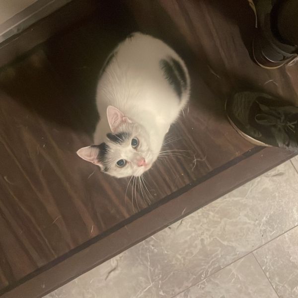 Bilal uit Doorn zoekt een Kattenoppas