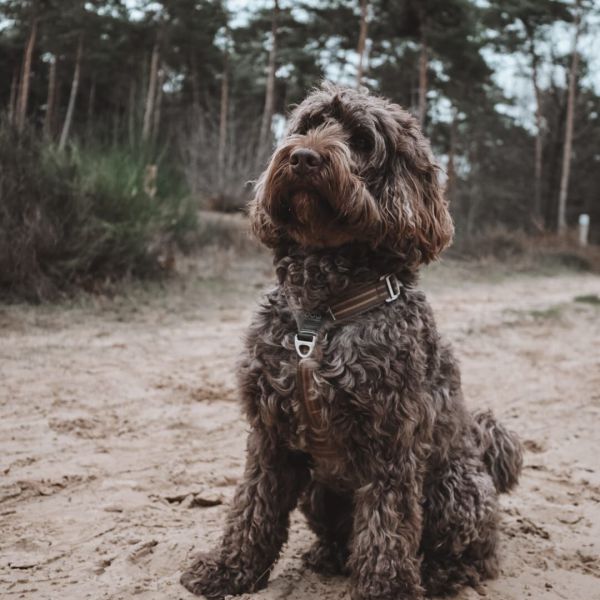 Mylo uit Zoetermeer zoekt een Hondenoppas
