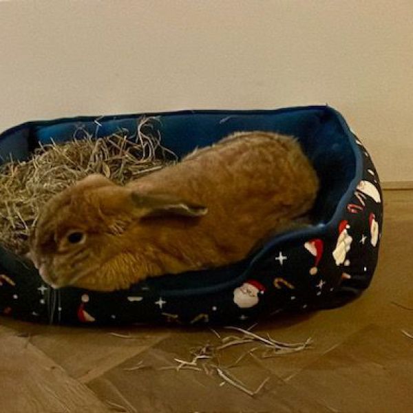 Pluk uit Deventer zoekt een Knaagdierenoppas