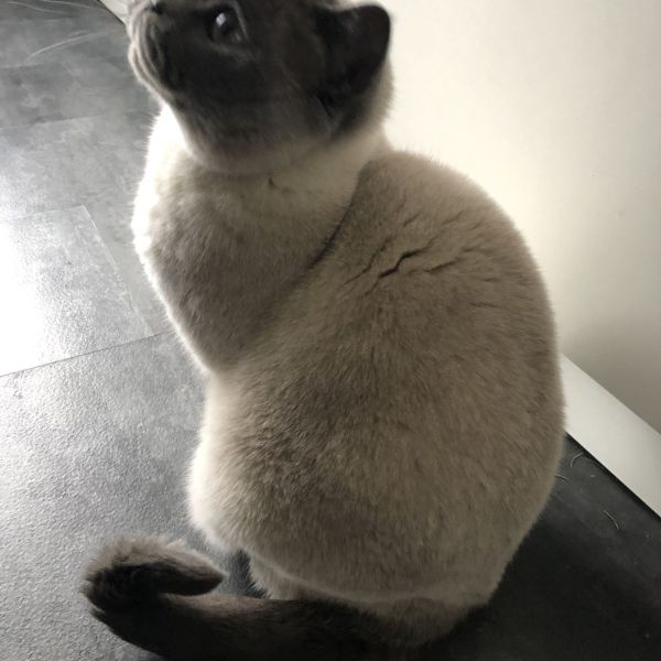 Jazzy uit Wijchen zoekt een Kattenoppas