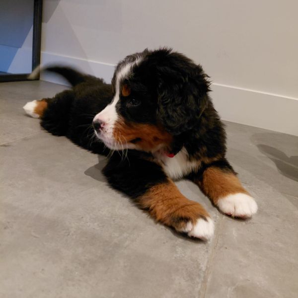 Simba uit Hardinxveld-Giessendam zoekt een Hondenoppas