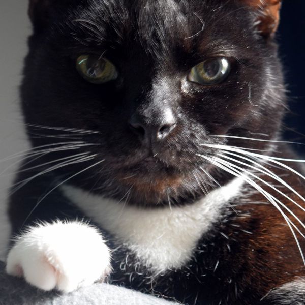 Tobias uit Vlaardingen zoekt een Kattenoppas