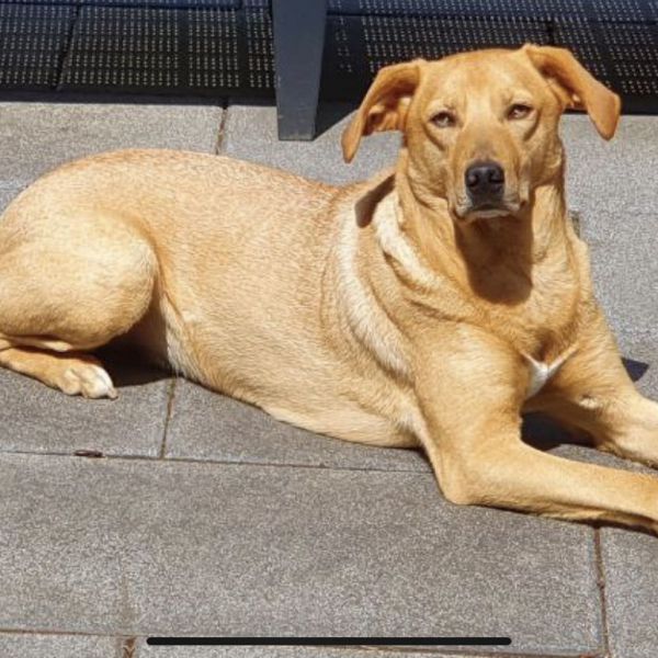 Bobba uit Vlaardingen zoekt een Hondenoppas