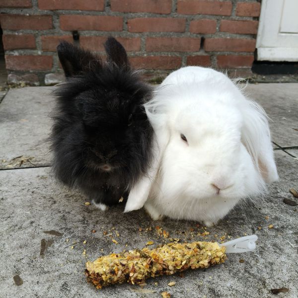 Nijntje en max uit Almere zoekt een Knaagdierenoppas