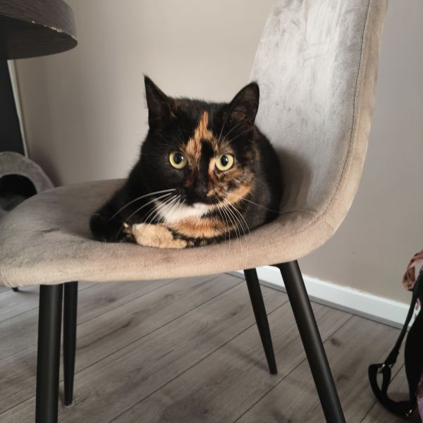Skye uit Gouda zoekt een Kattenoppas