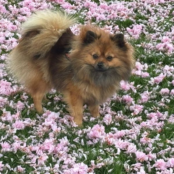 Lily uit Amsterdam zoekt een Hondenoppas
