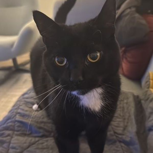Pepper uit Den Haag zoekt een Kattenoppas