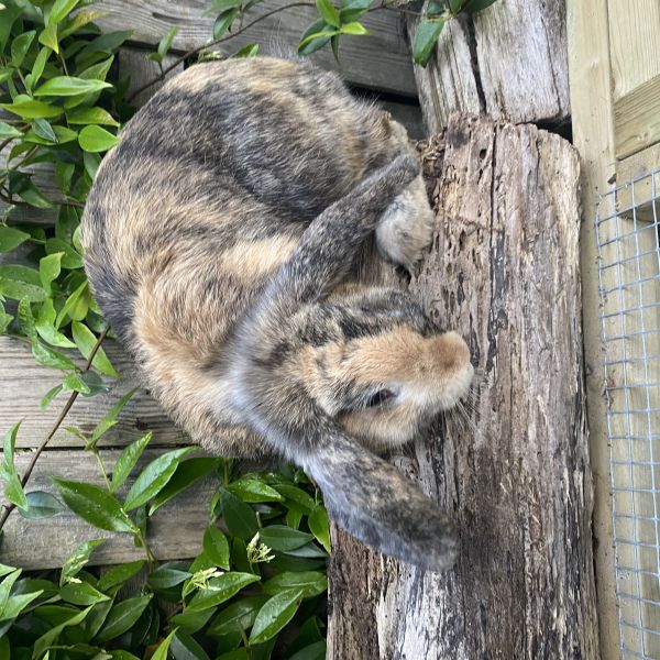 Vlekje, Binky uit Amsterdam zoekt een Knaagdierenoppas