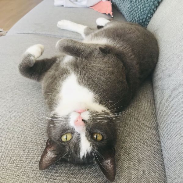 Max uit Monster zoekt een Kattenoppas