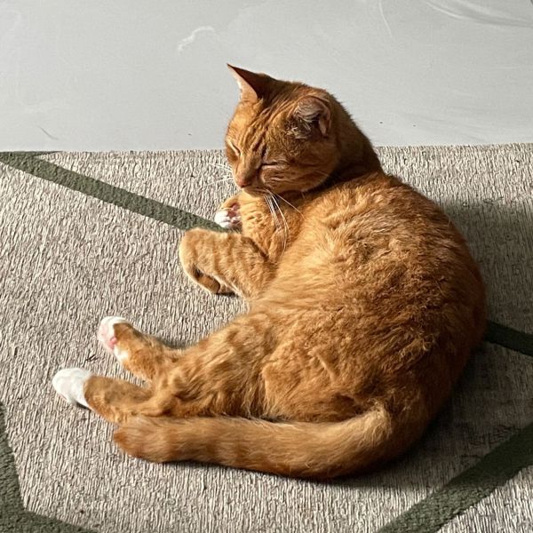 Max, Dana uit Benschop zoekt een Kattenoppas
