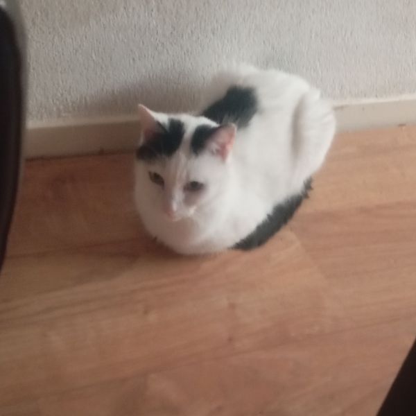 sisi, rocky broekie, snoesje uit Meppel zoekt een Kattenoppas
