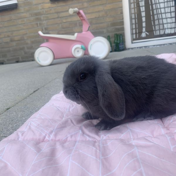 Nala, Ollie uit Aalsmeer zoekt een Knaagdierenoppas