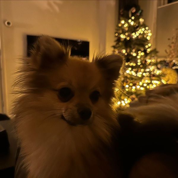 Buddy uit Beneden-Leeuwen zoekt een Hondenoppas