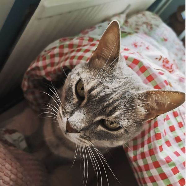 Muis uit Gouda zoekt een Kattenoppas