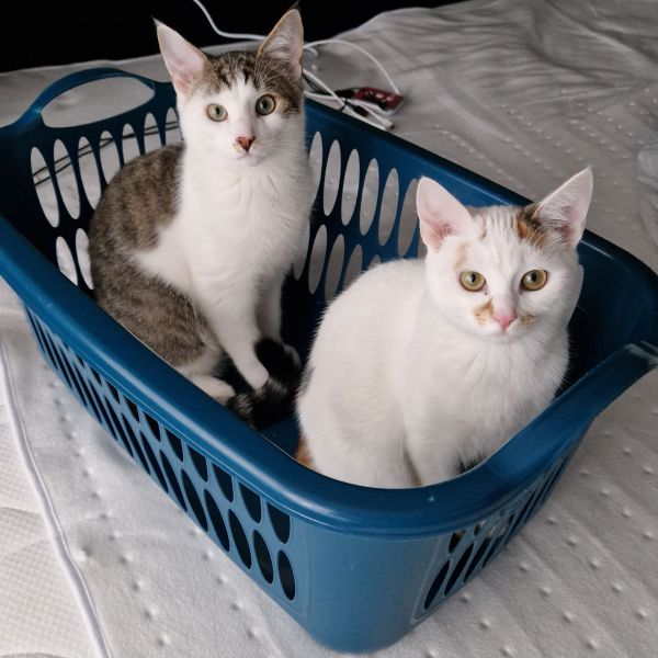 Billie en Coco uit Vinkeveen zoekt een Kattenoppas