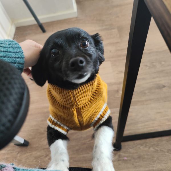 Hondenoppas Vera uit Den Haag