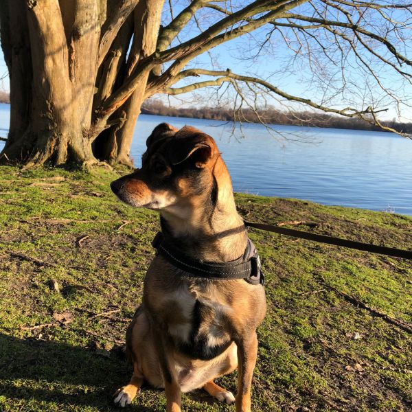 Chidy uit Amsterdam zoekt een Hondenoppas