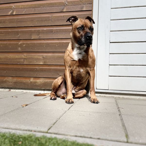 Tyson uit Ermelo zoekt een Hondenoppas