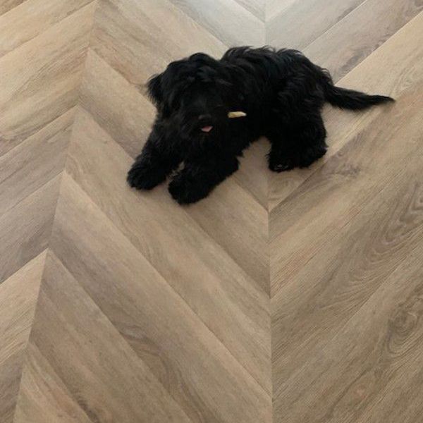 Pinki uit Ridderkerk zoekt een Hondenoppas