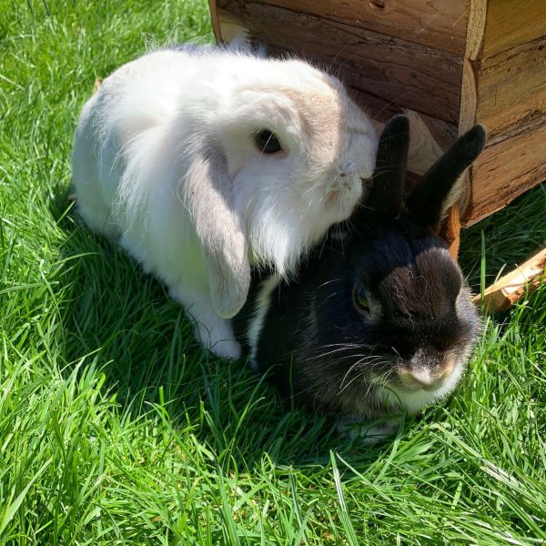Niko (wit) , Nibbles uit Amersfoort zoekt een Knaagdierenoppas