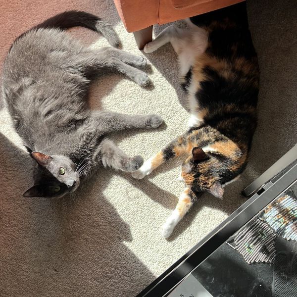 Ziggy, Bowie uit Amstelveen zoekt een Kattenoppas