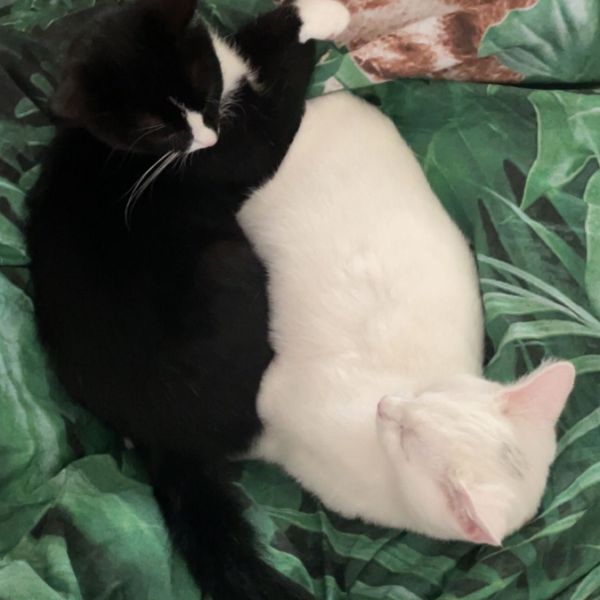 Bobbie en Marley uit Beverwijk zoekt een Kattenoppas